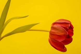 巨蟹座：玻璃心碎一地