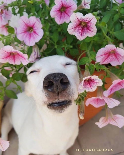 2026年有哪些好听的狗宝宝女孩名字推荐？