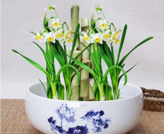 水仙花：春节必备神器