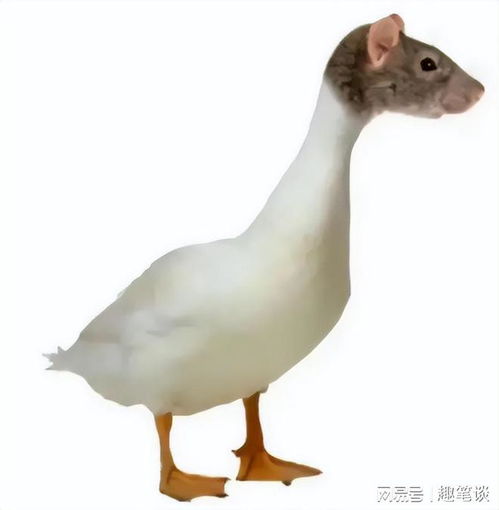 将缩头缩脚的生肖为，是哪个生肖的别称？