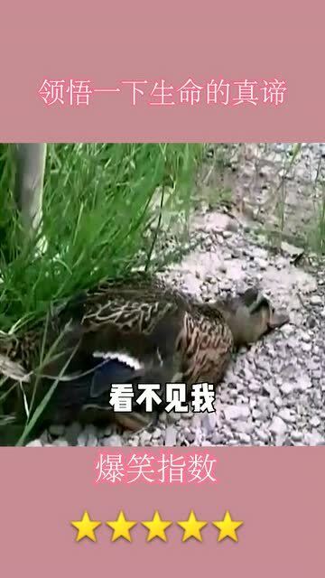 兔兔人：装可爱有用吗？