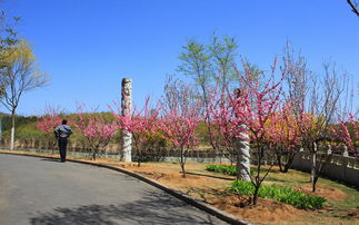 转自:平顶山发布 踏青赏花 莫负时光