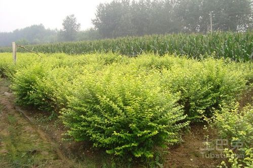 金叶女贞风水寓意如何，对家居环境有哪些吉祥影响？