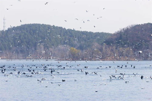 开心,快乐! 密云水库我的家乡（跑题警告）