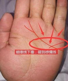 财库纹：财富的守护者