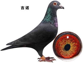 鸽子在家窗台筑巢，这样的风水布局有什么讲究吗？