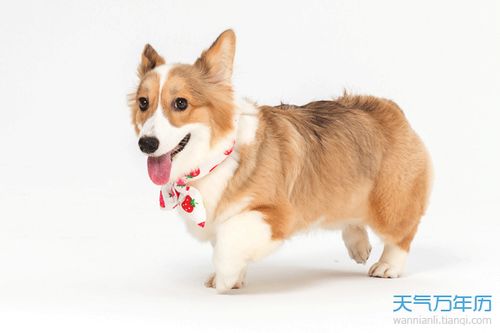 1982年属狗女性今年婚姻状况，与1982年属狗男性一生婚姻次数有何关联？