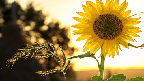 4月24日至5月25日哪个属相嫩一生顺遂，事业大展宏图呢？