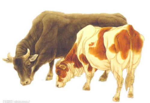 属牛的人：踏实得财还是意外之祸？