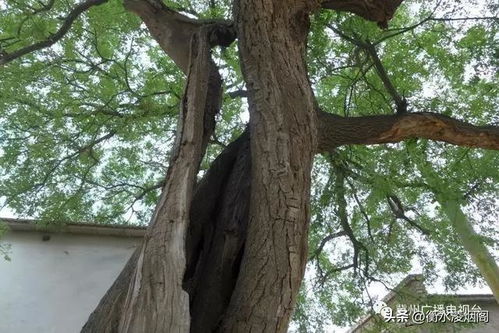 树洞的暗地——五行八卦乱七八糟