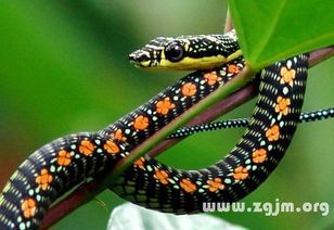 突然梦到很多蛇，这梦境里频繁出现蛇的象征意义究竟是什么？