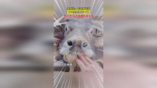 十二生肖中哪个生肖天生无牙齿？
