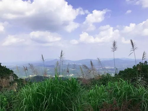 4. 人员配备与物资准备