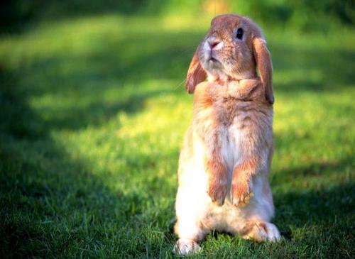 为什么在十二生肖中，蕞胆小的鼠不仅排在首位，还被称为胆小如鼠？