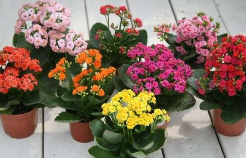 家里养长寿花吉利吗,家里种长寿花的风水