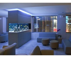 办公室养鱼：鱼缸里的玄学大战！2026年养鱼必看黄历