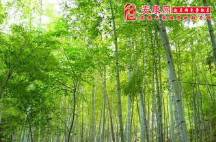 梦见别人竹子厂预示着什么？