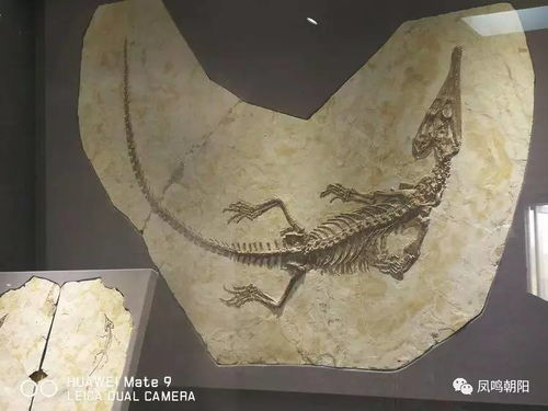一场穿越亿年的亲子冒险