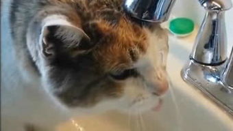 骑车撞猫，真的有预兆吗？