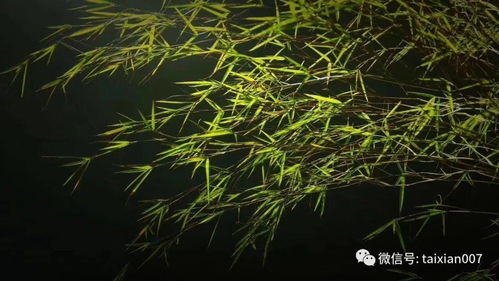 竹子：一种让人又爱又恨的植物