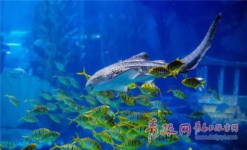 成人通票：166元， 含环游线路或礼品二选一