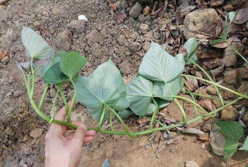 第一节：平贝母与生肖运势的奇妙关联