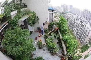 楼顶种菜对楼房风水有影响吗,自建房楼顶种菜影响风水吗