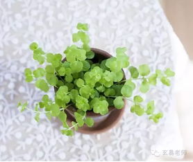 家中不Neng放什么,家中风水不Neng放什么植物