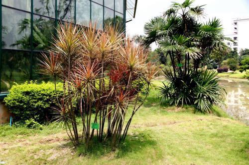 家里适合种植椰树吗？对风水有影响吗？