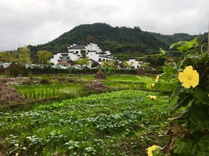 婺源较深度游8月怎么规划一场随心所欲的旅行？