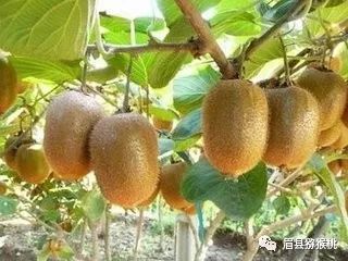 眉县猕猴桃品牌价值,猕猴桃的风水禁忌