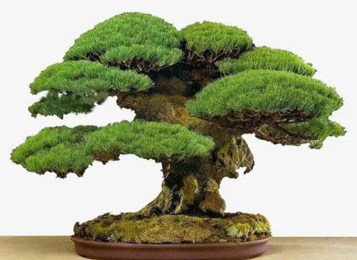 三、摆放技巧：随性+乱序=最强风水阵容