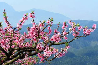 桃花园：如诗如画