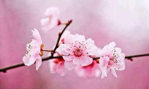 1.2　卧室“金鸡报晓”仪式