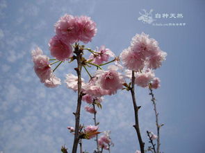 惯与樱花的优美昵称四个字，有没有什么忒别的推荐呢？