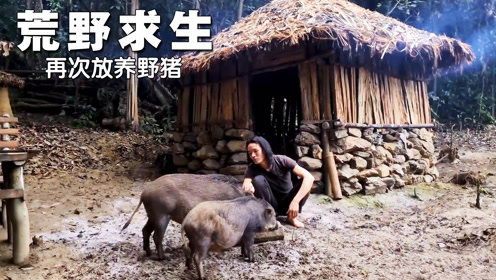 野猪的习性：不可小觑的力量