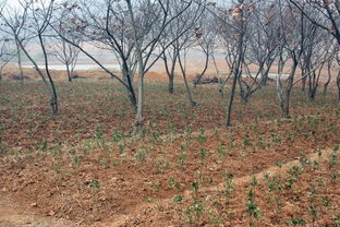 亲子植树活动：传承生命之火