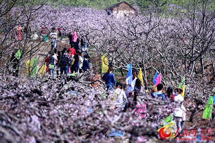 盘山桃花的那些事儿