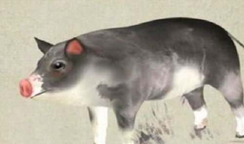 力挽狂澜的猪是什么生肖？