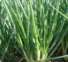 葱的风水作用,大葱的寓意和风水