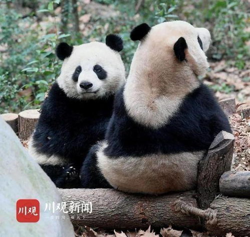 一、免费门票真的免费吗？
