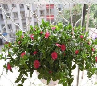 家里可依同时养多盆风水绿萝吗？