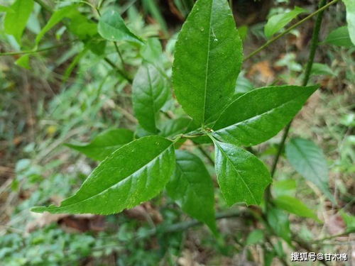 山楂树在风水中的禁忌,山楂树在风水中的禁忌