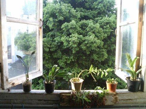 窗台种植土豆风水上是否适宜？