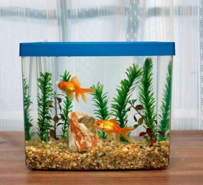 家养乌龟风水和家养鱼风水分别有哪些讲究和禁忌？