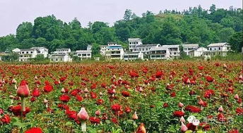 二、 地点混搭：郑州生态公园集合体（随意拼凑版）