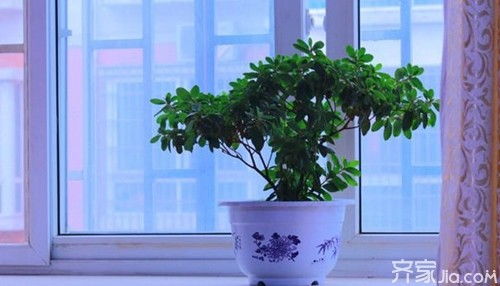 养花用的风水画纸,养花的风水讲究