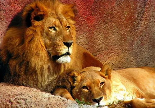 爱情是什么？能吃吗？