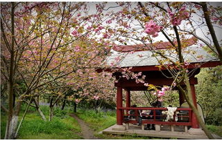 到底是啥花在开？黄花风铃木还是你的脑洞？