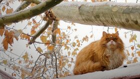 夜半鸡鸣：一场惯与生辰八字和风水的大乱炖